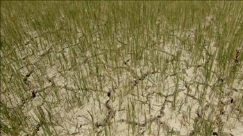 PC Phú Yên chung sức cứu lúa trong hạn hán nghiêm trọng