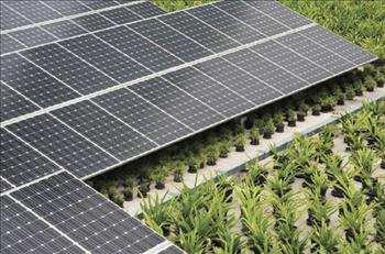 Lâm Đồng: Rà soát kỹ các hộ dân muốn sử dụng điện mặt trời áp mái phục vụ sản xuất nông nghiệp tại huyện Đức Trọng