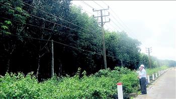 Đắk Lắk mùa mưa bão: Khó khăn trong đảm bảo an toàn lưới điện