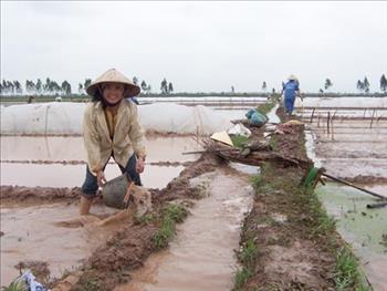 Cấp nước đổ ải vụ Đông Xuân: Các địa phương đã cơ bản đủ nước gieo cấy