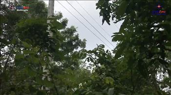 Phú Yên: Vi phạm an toàn hàng lang lưới điện vẫn tiếp diễn phức tạp