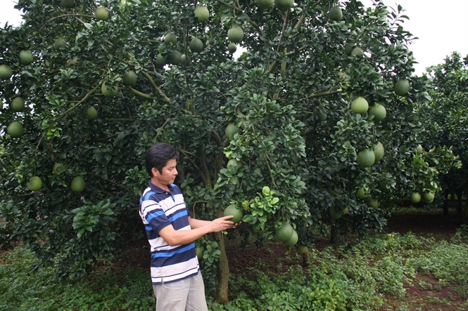 tưới tiết kiệm, tăng năng suất, sản xuất bền vững, môi trường