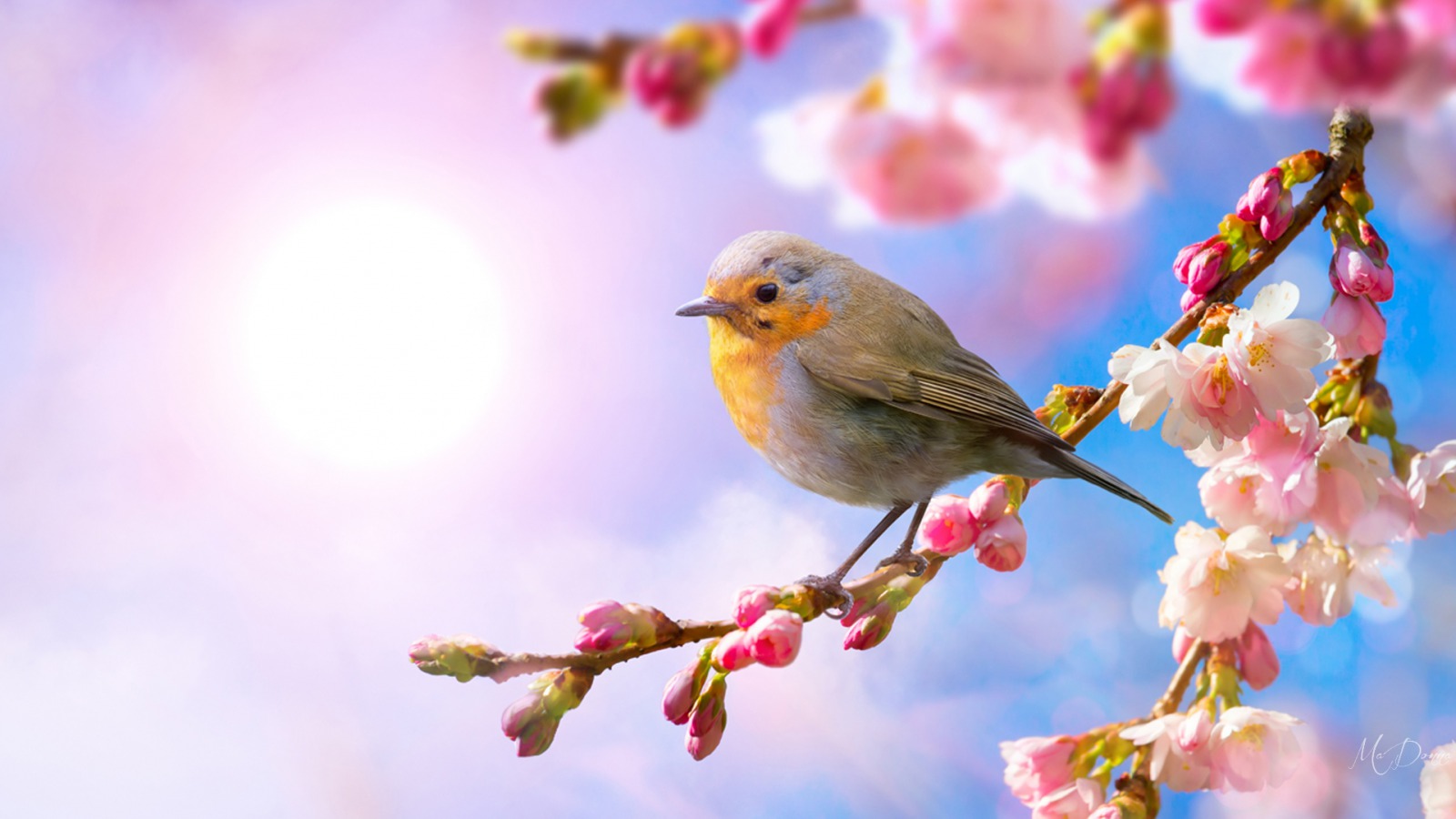 Mùa xuân: Chào đón mùa xuân tươi đẹp với một số bức ảnh về mùa xuân hoàn mỹ. Hình ảnh về hoa, bầu trời xanh, và những cái đầu tiên của sự sống sẽ khiến trái tim bạn nhảy múa và đón nhận một mùa xuân đầy màu sắc.
